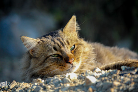 The cat lying on the floor