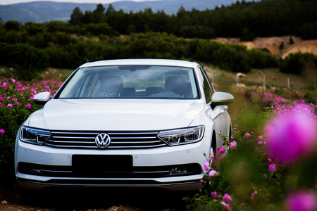 Volkswagen Passat in a rosefield
