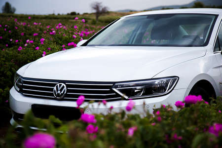 Volkswagen Passat in a rosefieldのeditorial素材