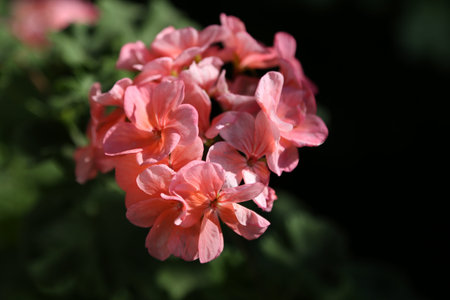 pink sardinia flower on dark background