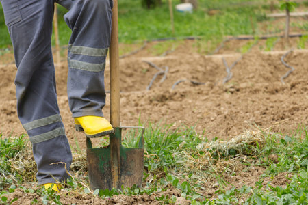 Worker digs soil with shovel in the vegetable garden, man loosens dirt in the farmland, agriculture...