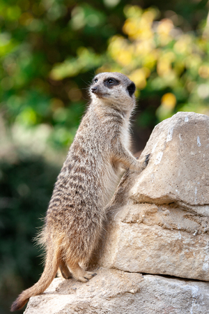 Meerkatの写真素材