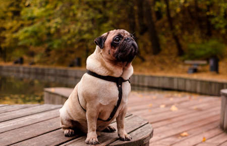 Sad cute pug outside autumn portrait.の写真素材