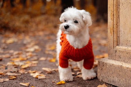 Small cute maltese puppy outdoor portraitの写真素材