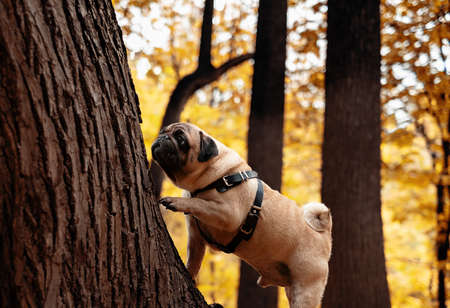 Sad cute pug outside autumn portrait.の写真素材