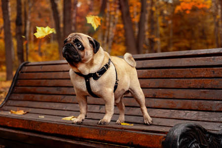 Sad cute pug outside autumn portrait.の写真素材