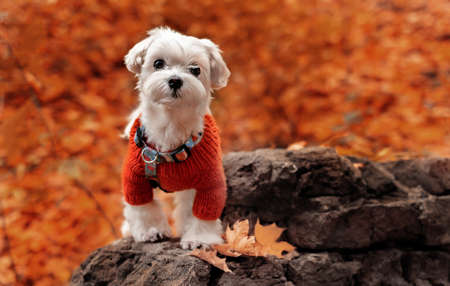Small cute maltese puppy outdoor portraitの写真素材
