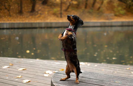 Dachshund near the lake in the park
