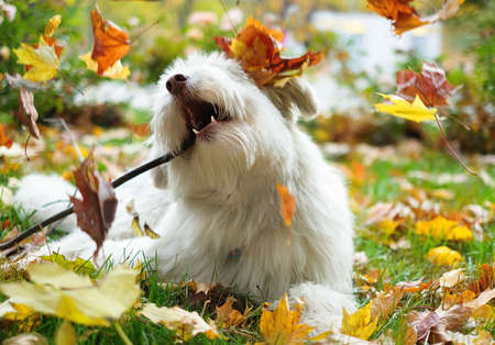 Big fluffy happy dog outside portraitの写真素材