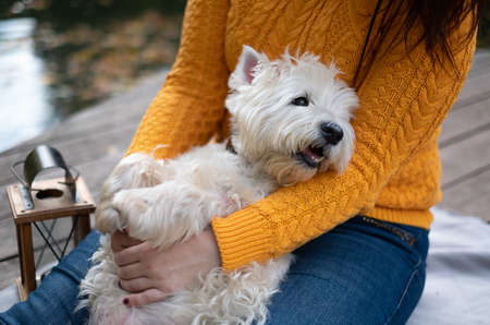 Westie autumn walk in the park portraitの写真素材