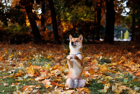 Shiba inu autumn outside portrait.の写真素材