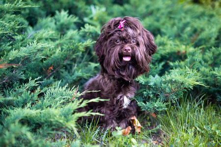 Small brown cute dog front outside portraitの写真素材