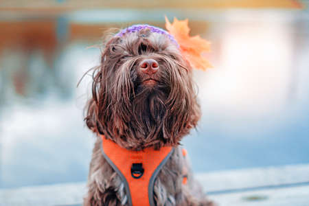 Small brown cute dog front outside portraitの写真素材
