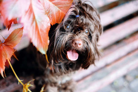 Small brown cute dog front outside portraitの写真素材