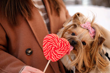 Cute small yorkie dog licks big red lolipopの写真素材