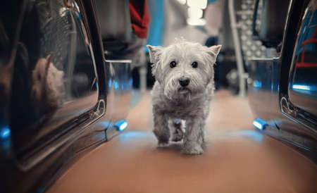 Cute small westie in the space shipの写真素材