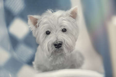 Cute small westie close up portraitの写真素材