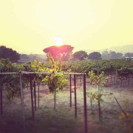 Napa Valley Sunsetの素材