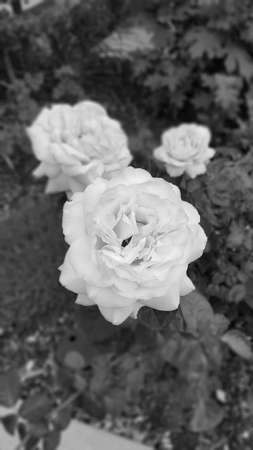 White Rosesの素材