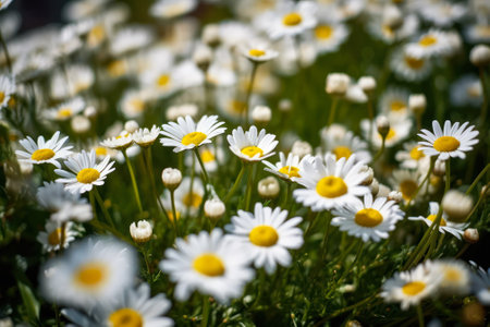 chamomile flowers summer field, generative ai.の素材