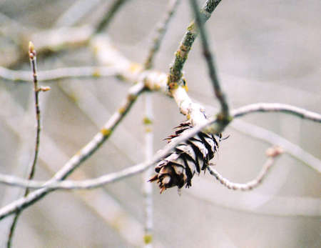 Macro shot of a pinecone on a tree branch.の写真素材