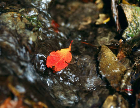 Red leaf in a streamの写真素材