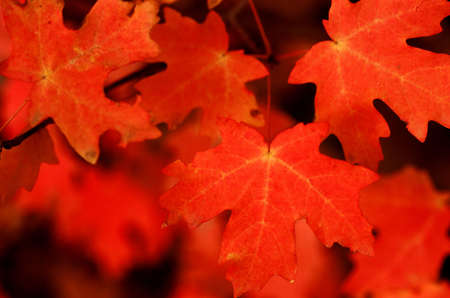 Red Autumn Leavesの写真素材