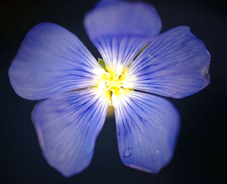 Purple Flowerの写真素材