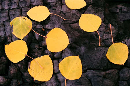 Flower on a burnt logの写真素材