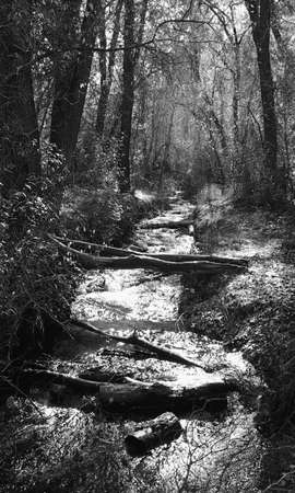 Forest Streamの写真素材