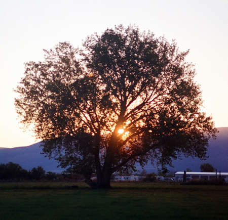 Tree at Sunsetの写真素材