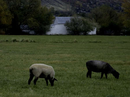 A pair of sheep in a field, one black and one whiteの写真素材