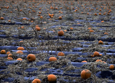 A pumpkin patch, full of pumpkins, approach の写真素材