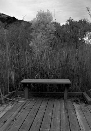 A wooden bench in front of a yellow treeの写真素材