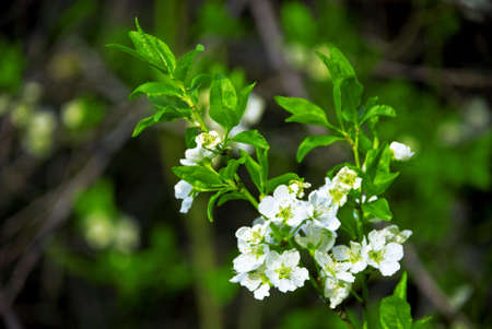White Blossoms with green leafs and dark back ground.の写真素材