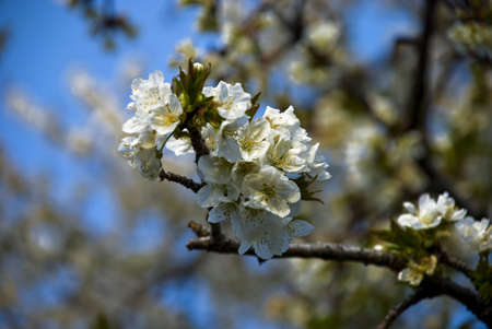 White spring blossoms with blue sky in the background.