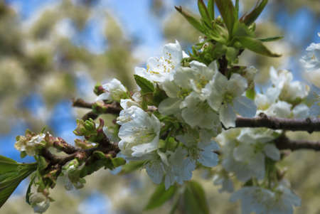 White blossoming flowers with the light blue sky background and green leafs.の写真素材