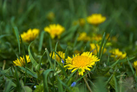 Close up of some dandylions in a patch with green grass.の写真素材
