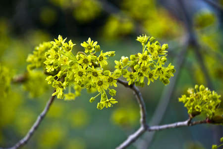 Light green blosssoms on a tree with shallow depth of field.