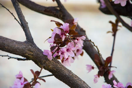 Purple blossoms in spring blooming from a wild tree.の写真素材