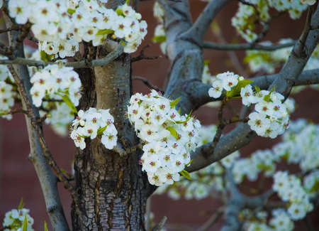 White blossoms against a red brick background.の写真素材