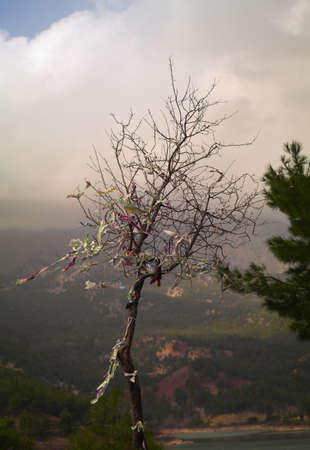 A wish tree on a cloudy day. In some cultures it is believed that binding a ribbon on specific trees...