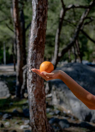 Hand holding orange in the palm in the nature. Side view.の写真素材