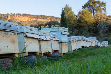 Many closed beehives in a row waiting for the seasonin the nature.の写真素材