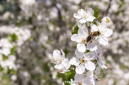 bee pollinating flowering treeの写真素材