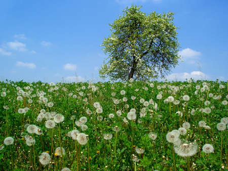 beautiful summer landscapeの写真素材