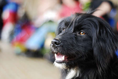 black and hairy dogの写真素材