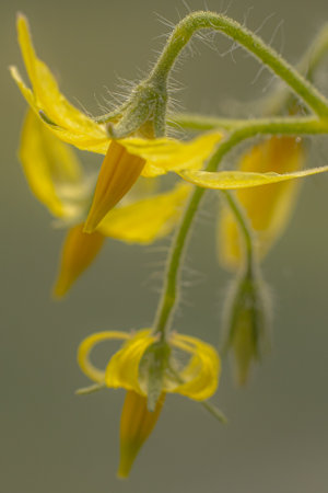 yellow tomato flower close-up on a blurred green background. macroの写真素材