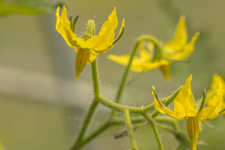Cucumber plant with yellow flowers and green leaves on blurred backgroundの写真素材