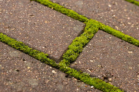 Green moss growing on a brick walkway in the city park.の写真素材